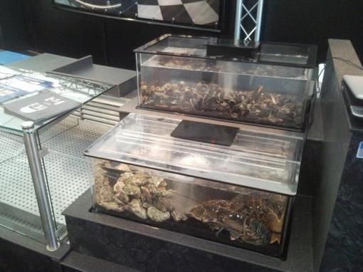 Tafelmodel homarium Benjamin